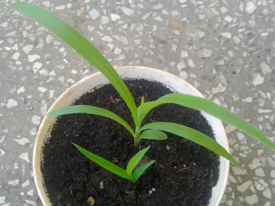 Sorgo czerwone 1a.jpg