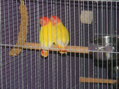 DSCF0170.JPG