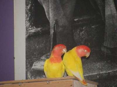 DSCF0195.JPG