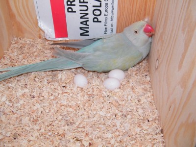 DSCF7524.jpg