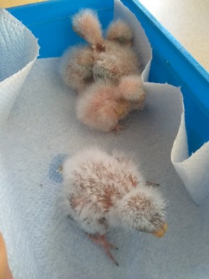 Bourkies19.2.4.jpg