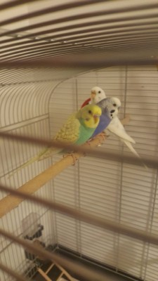 Resized_20200121_171154.jpeg