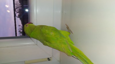 IMG_20200504_195625.jpg