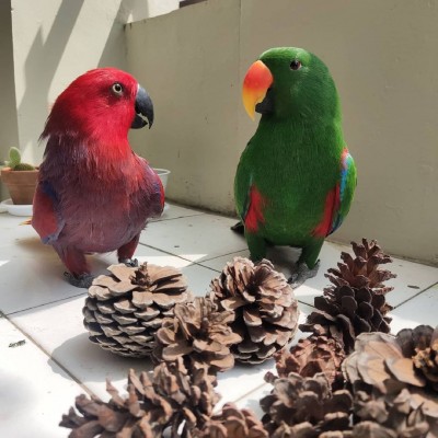 eclectus2.jpg