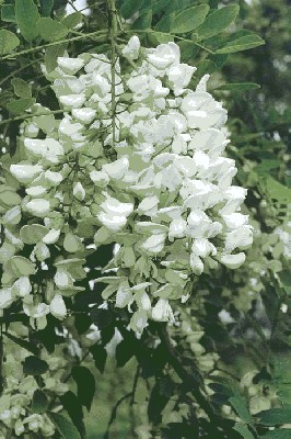 Robinia akacjowa (Robinia pseudoaccacia),.jpg