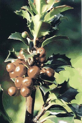 Ostrokrzew kolczasty (Ilex aquifolium),.jpg