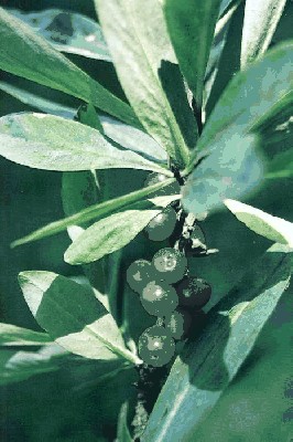 Wawrzynek wilczełyko (Daphne mezereum).jpg