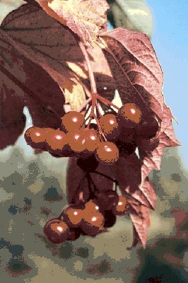 Kalina koralowa (Viburnum opulus).jpg
