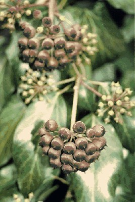 Bluszcz pospolity (Hedera helix),.jpg