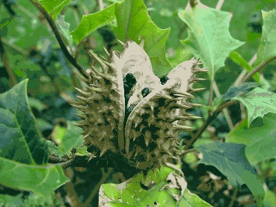 Bieluń dziędzierzawa (Datura stramonium L.).jpg