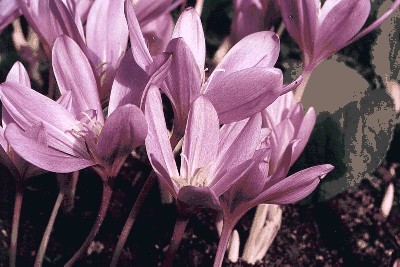 Zimowit jesienny (Colchicum autumnale),.jpg