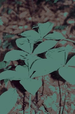 Czworolist pospolity (Paris quadrifolia).jpg