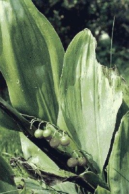 Konwalia majowa (Convallaria maialis.jpg