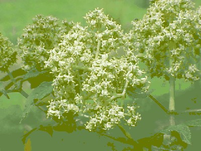 Bez koralowy (Sambucus_racemosa) - kwiat.jpg