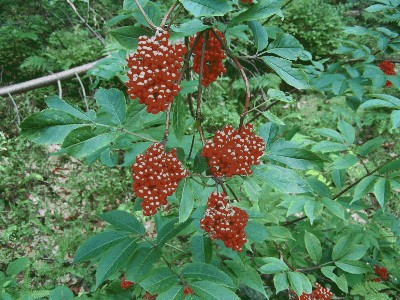 Bez koralowy (Sambucus racemosa).jpg