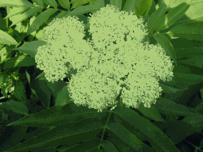 Bez hebd (Sambucus ebulus { kwiat ).jpg