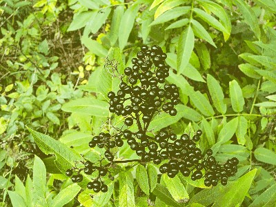 Bez hebd ( Sambucus ebulus ) owoc.jpg