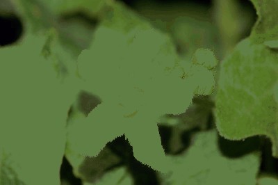 Przestęp dwupienny (Bryonia dioica Jacq.) kwiat.jpg