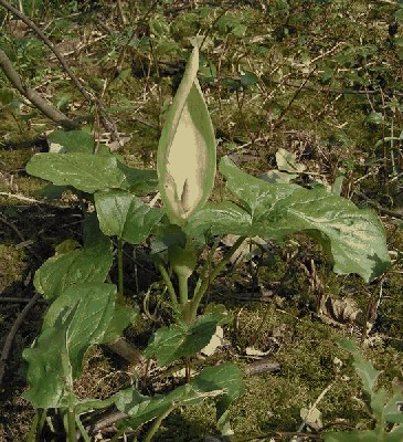 Obrazki plamiste (Arum maculatum L.) kwiat.jpg