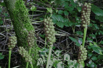 Obrazki plamiste (Arum maculatum L.) owoce.jpg