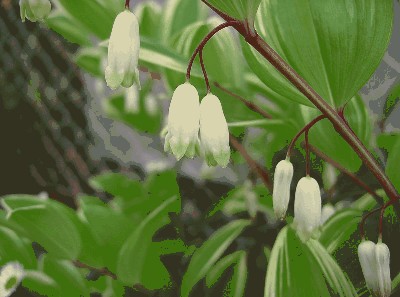 Kokoryczka wonna (Polygonatum odoratum (Mill) Druce) kwiaty.jpg