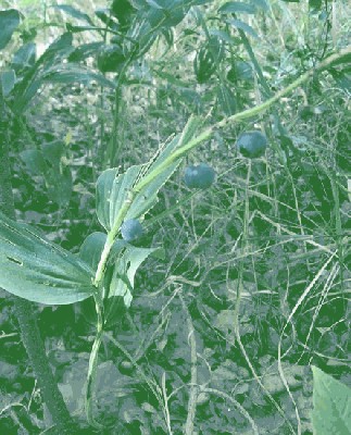 Kokoryczka wonna (Polygonatum odoratum (Mill) Druce).jpg